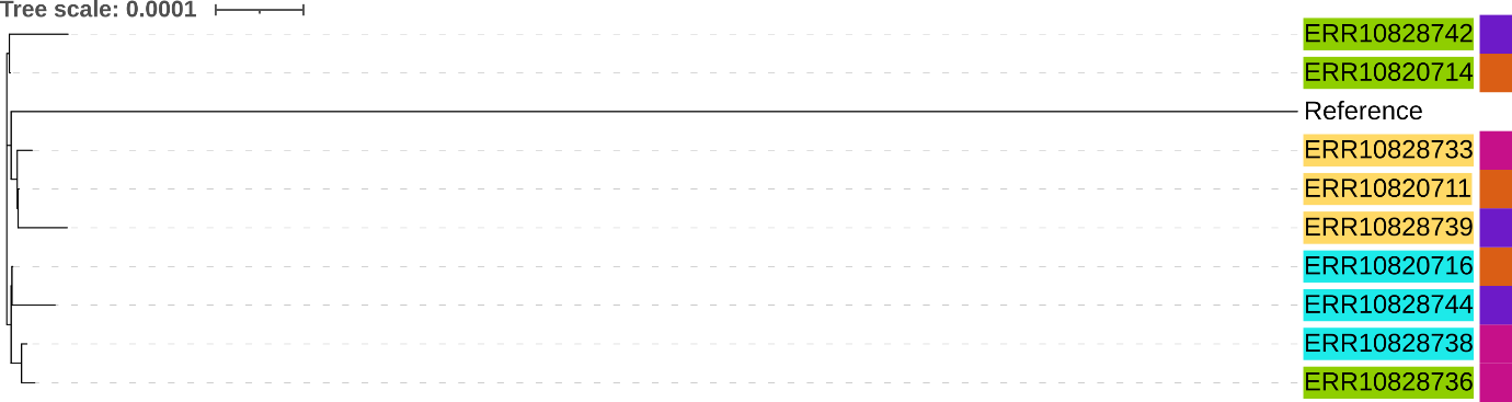 Phylogenetic-Tree